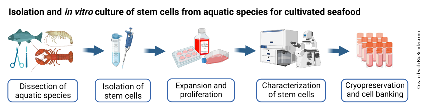 Isolation and in vitro culture of stem cells for cultivated seafood