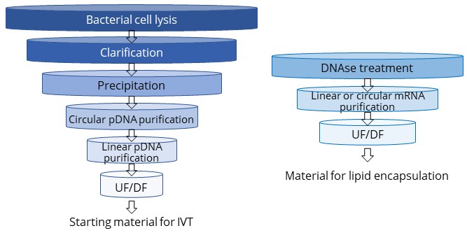 pDNA and mRNA purification platform