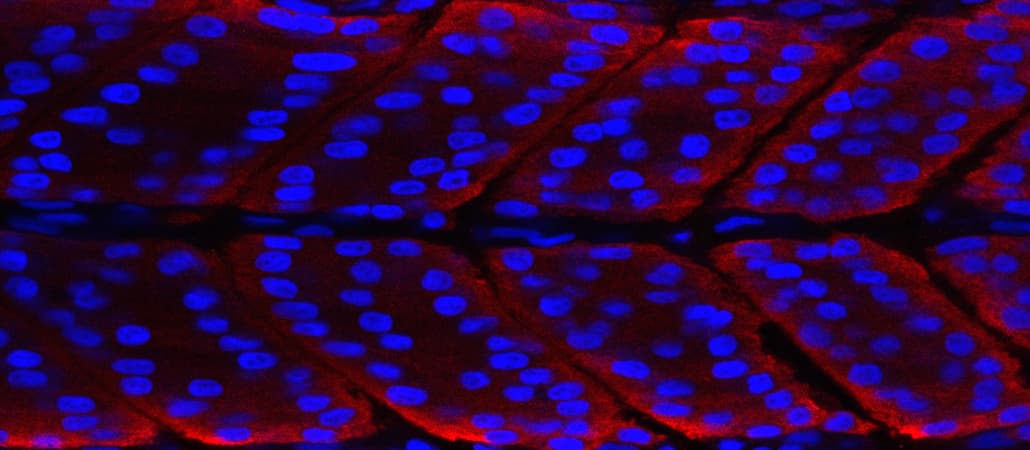 Realizing the potential of cellular biology