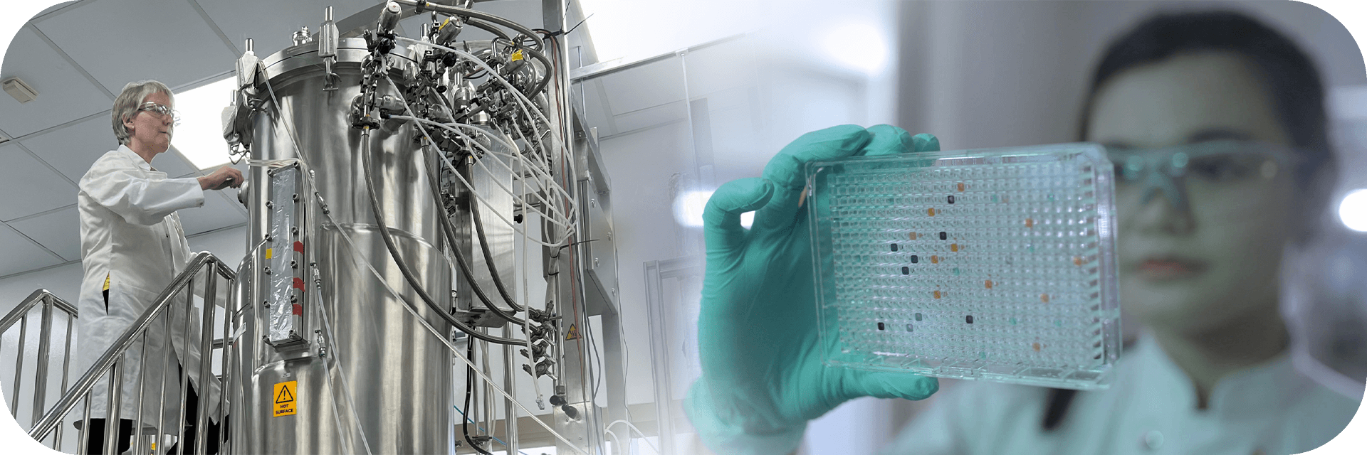 Biotransformation & Engineering