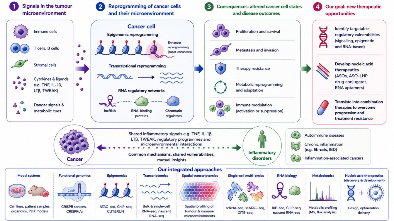Yinghui LI Research Focus