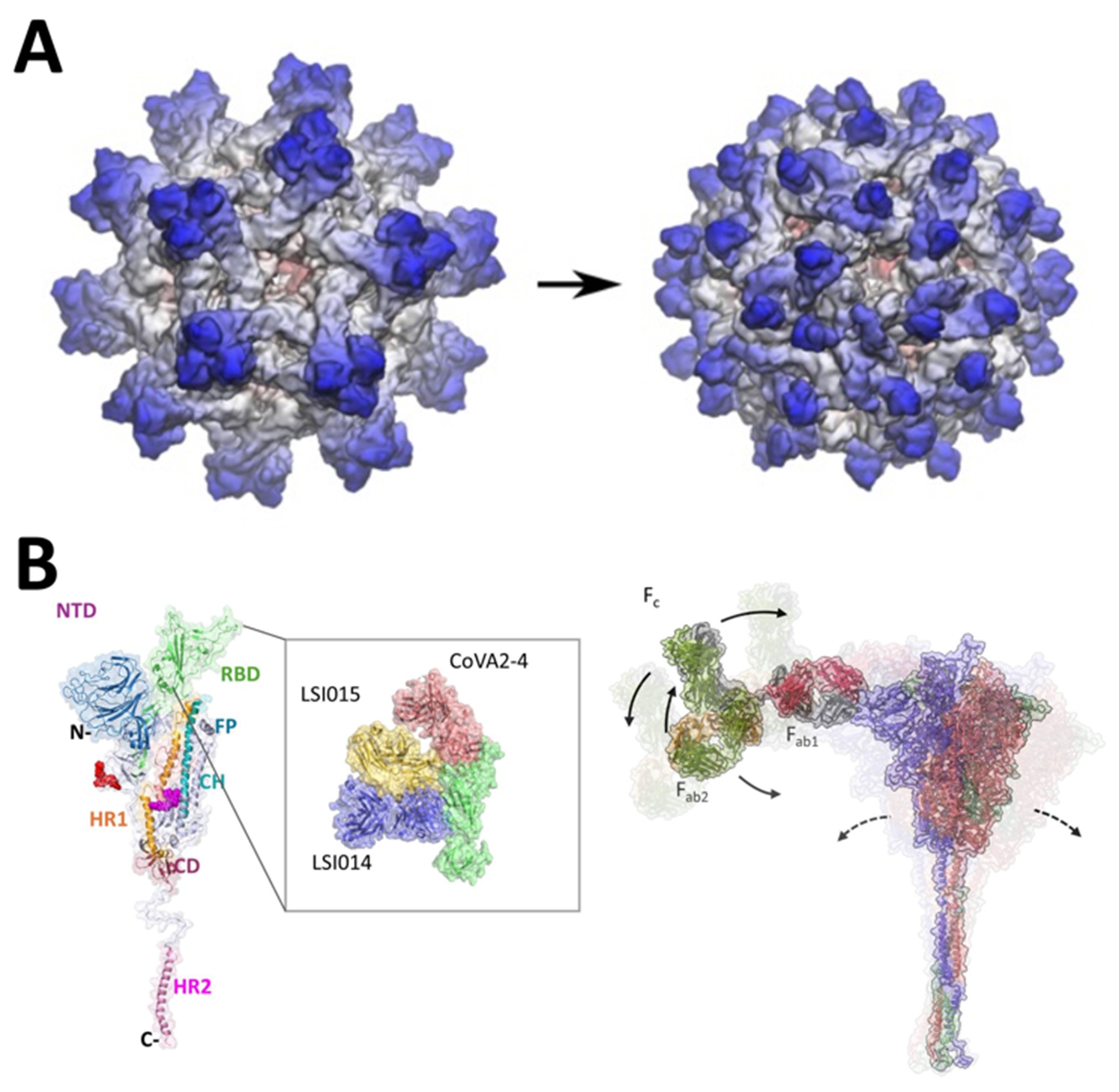 BII_Research-BSMD-MSMD_figure-1