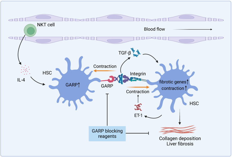 Figure 3: Mechanism of GARP-mediated liver fibrosis