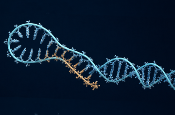 Bet Rna Nucleic Acid Technologies