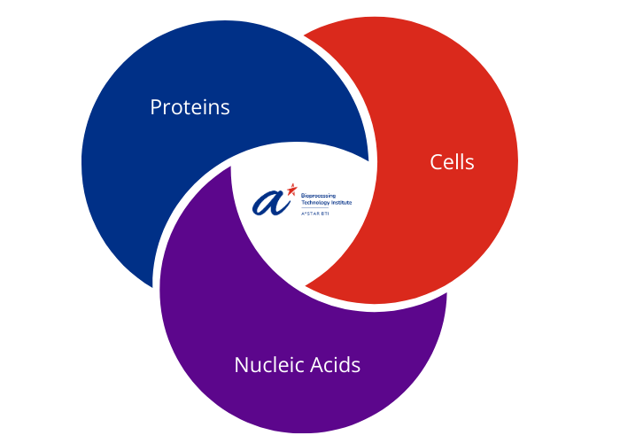 BTI's three key focus areas: Proteins, Cells and Nucleic Acids