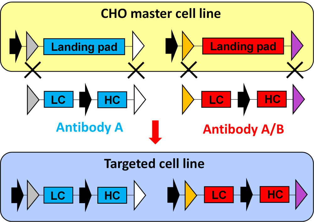 Targeted Integration Cell Line Development Platform (resized)
