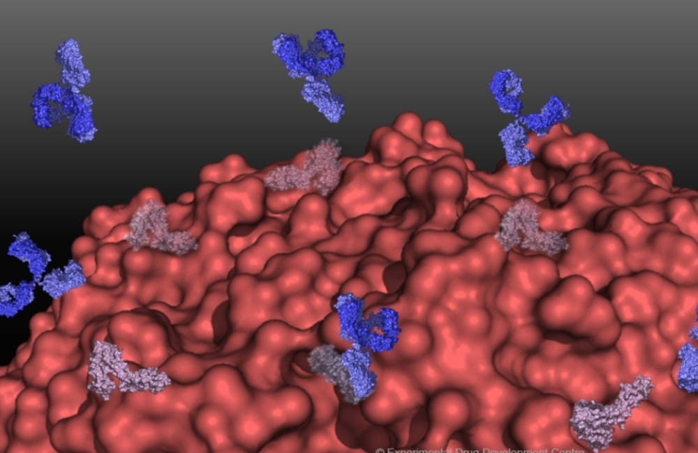 Abs binding to Cancer Cells Red Abs binding to Cancer Cells Red