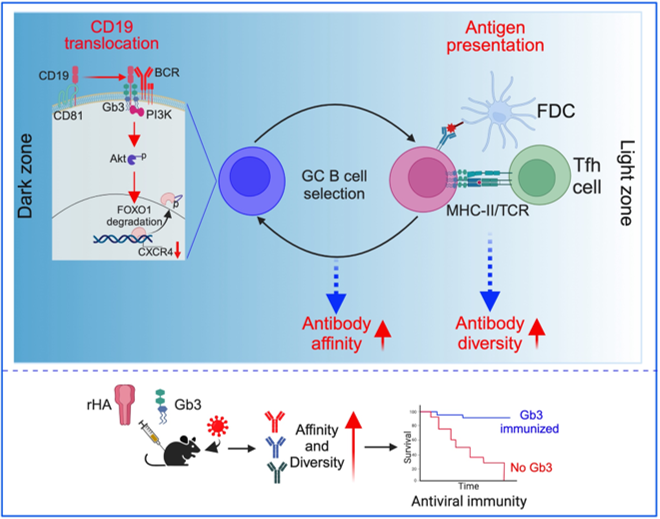 Figure 1: Gb3 regulation of antibody affinity and diversity