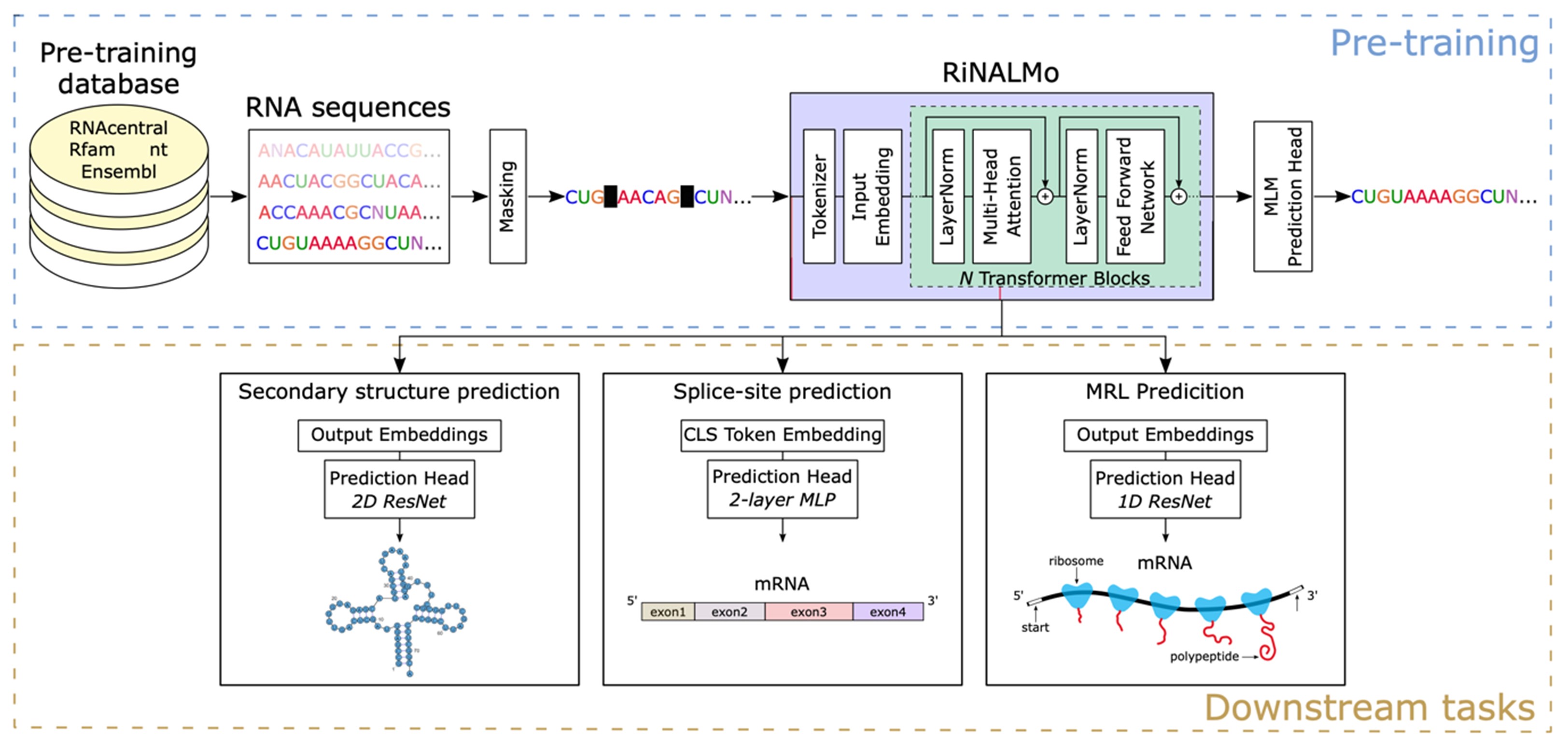 BII_Research-BSFD-FSRNA_figure-1A