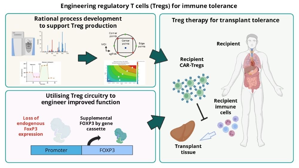 Regulatory T Cells Icm Resized
