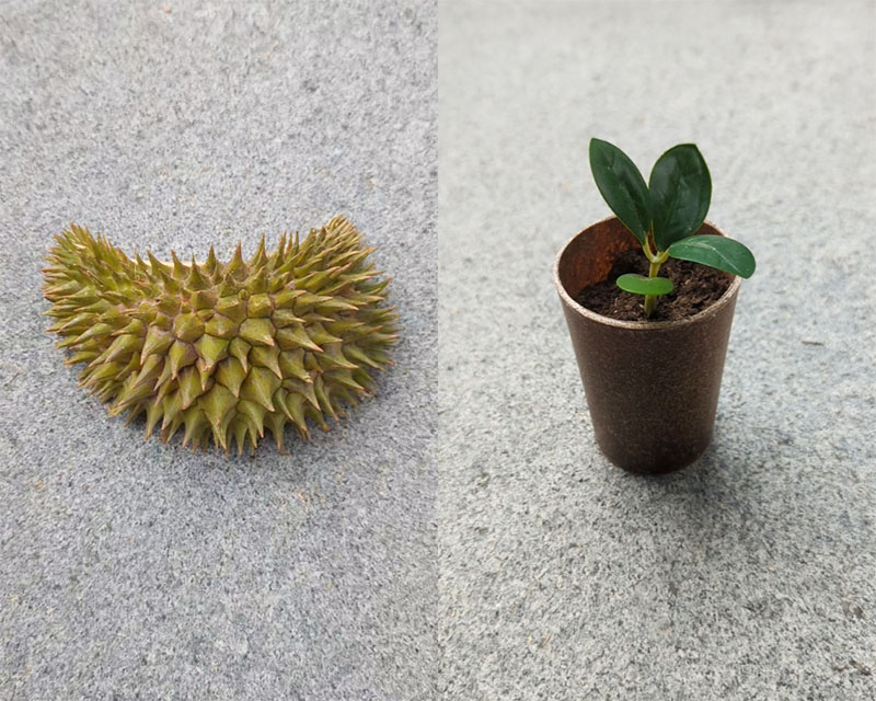 Durian Husk to Plant Pot Durian Husk to Plant Pot