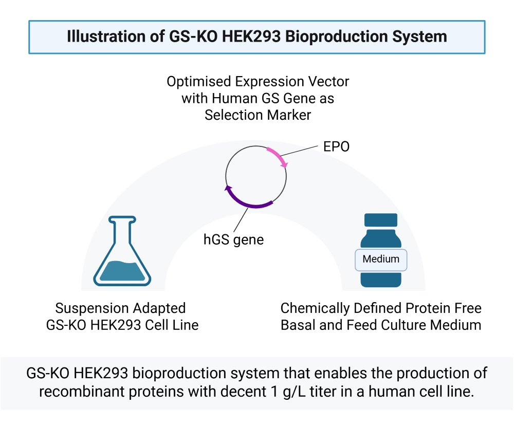 GS-KO (resized)