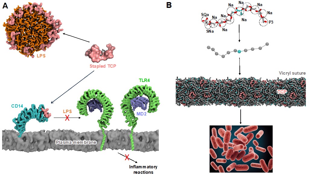 BII_Research-BSMD-MSMD_figure-2