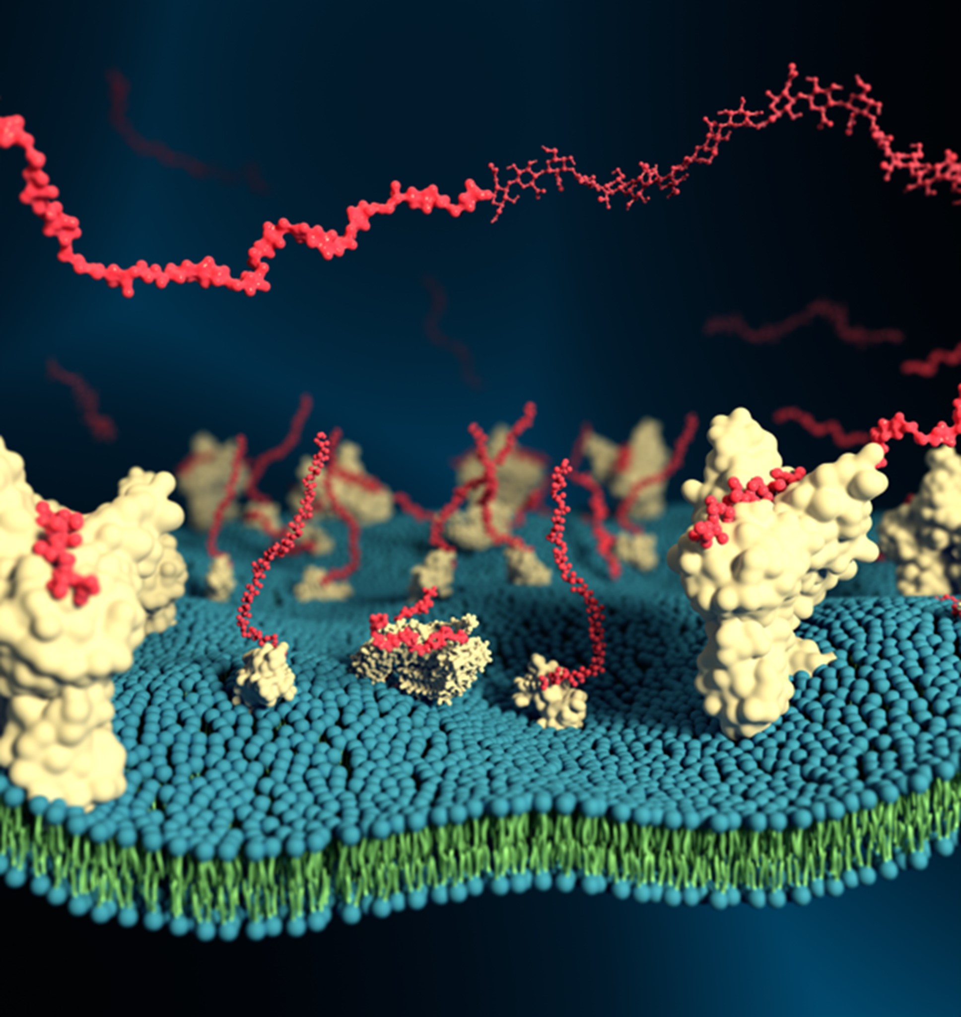 BII_Research-BSMD-MSMD_figure-3