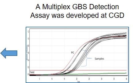gbs_3