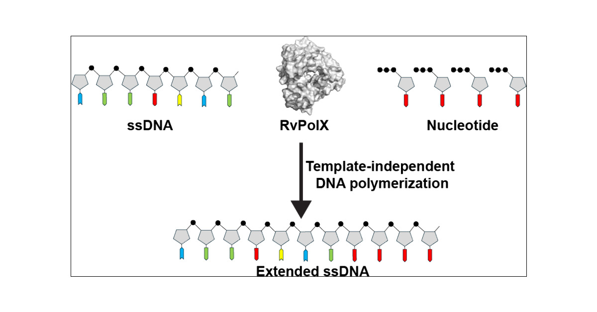 Tardigrade X Family DNA Polymerase for Template-Independent DNA Synthesis