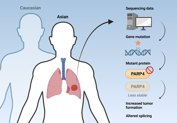 Researchers Identify Gene Mutation in Lung Cancer Unique to Asian Population