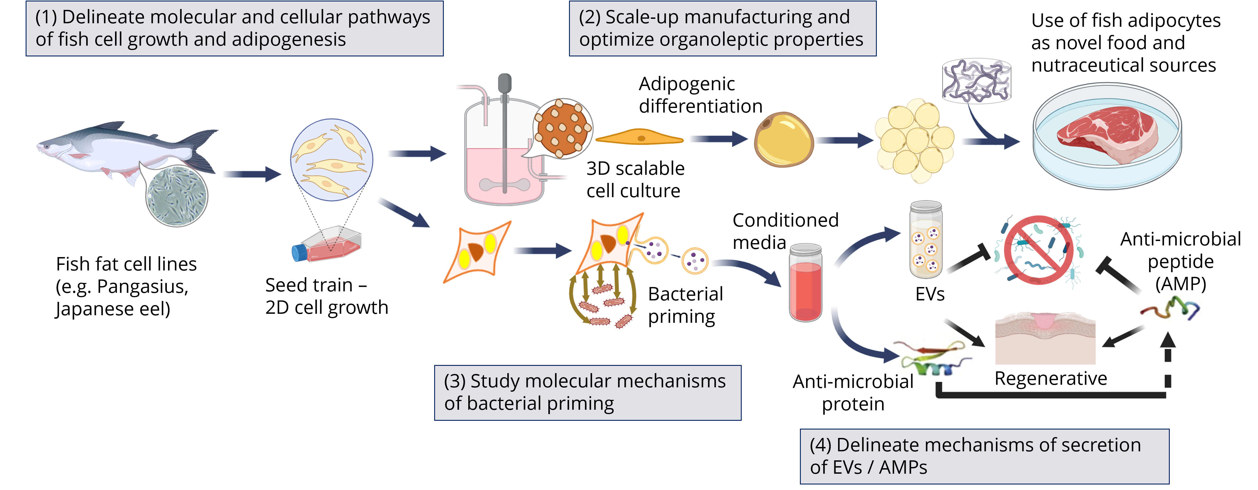 Fat Metabolism & Stem Cells