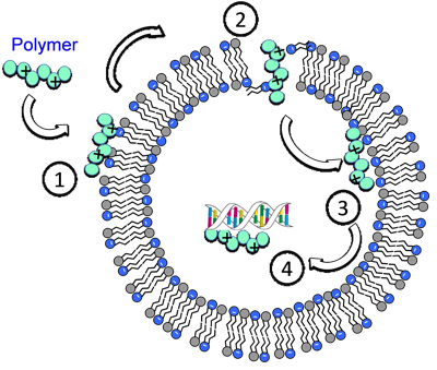  A diagram of the four-step killing mechanism of the polymer against drug-resistant superbugs