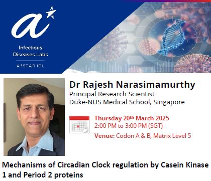 Mechanisms of Circadian Clock regulation by Casein Kinase 1 and Period 2 proteins