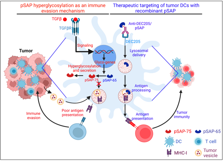Figure 2: Prosaposin-mediated tumour immune escape and therapeutic targeting