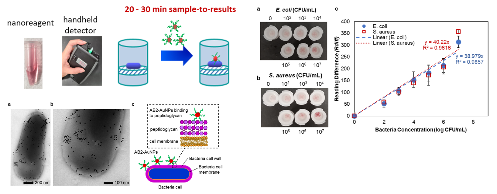 Rapid Bacteria Sensor