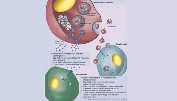 ASTAR_Paracrine effects of mesenchymal stem cells