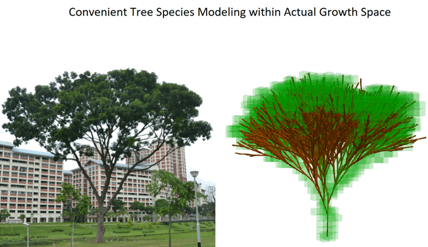 3D Tree Modelling: Convenient Tree Species