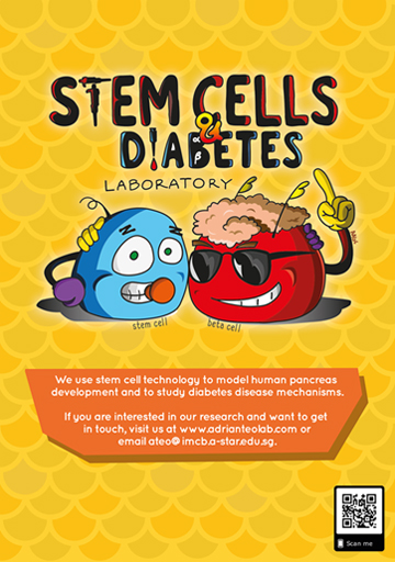 Stem cells and diabetes