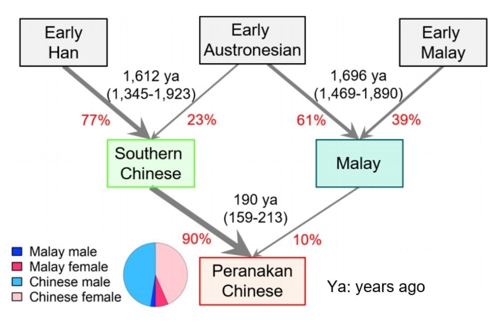 ASTAR Genome Institute of Singapore _Peranakan Diagram_1000X650 ASTAR Genome Institute of Singapore _Peranakan Diagram_1000X650