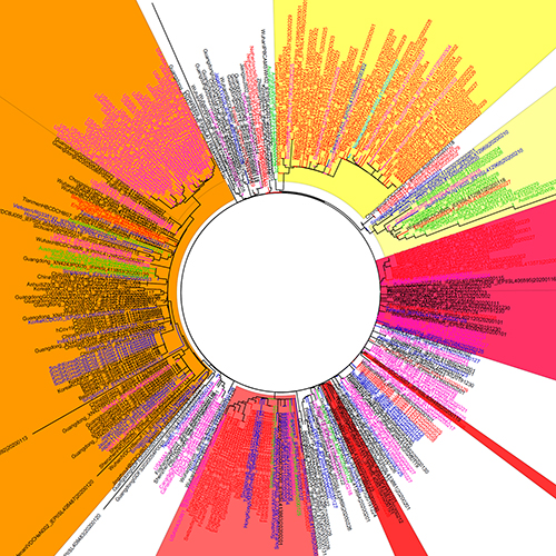 Knowing the Enemy to Fight the COVID-19 War - CoVtree suncolors