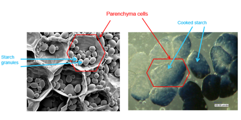 ASTAR_Its Time for a Fresh Starch_ Microscopic picture of potato tissue