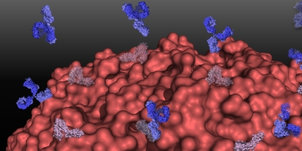 Abs binding to Cancer Cells Red 
