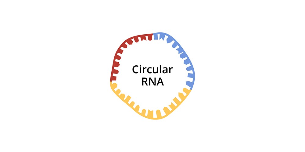 astar_circular RNA_1000x500