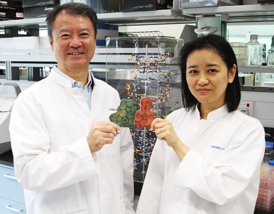 IBN researchers Dr Ichiro Hirao and Dr Michiko Kimoto