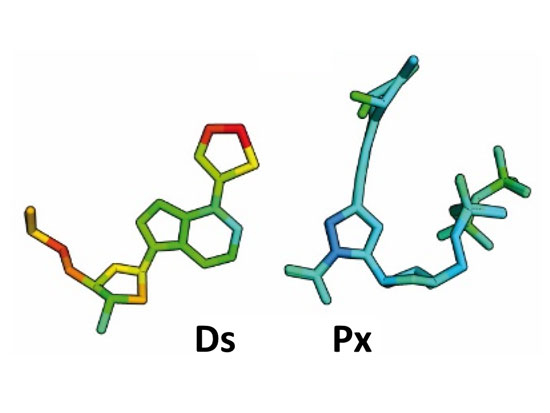 IBN is developing a diagnostic kit using the new DNA base pair