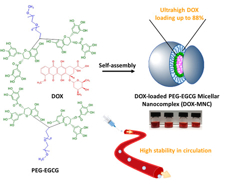 Structure of IBN’s green tea-drug nanocarrier
