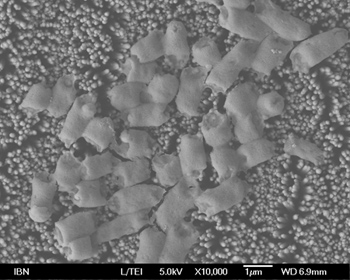 E. coli bacteria destroyed by the anti-bacterial coating made from zinc oxide nanopillars