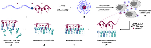 Macromolecule self-assembles into core/shell structured nanoparticle that accumulates in tumour tissue- cleaves the shell to expose the anti-cancer component that interacts with negative charges on cell membrane- disrupts the membrane- killing the cell