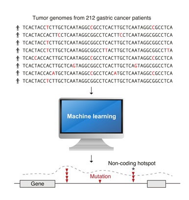 Novel AI methods used to scan the whole genomes of 212 gastric cancer tumours