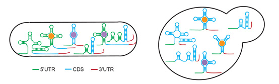 Known  and new RNA sensors are found in bacteria and fungi