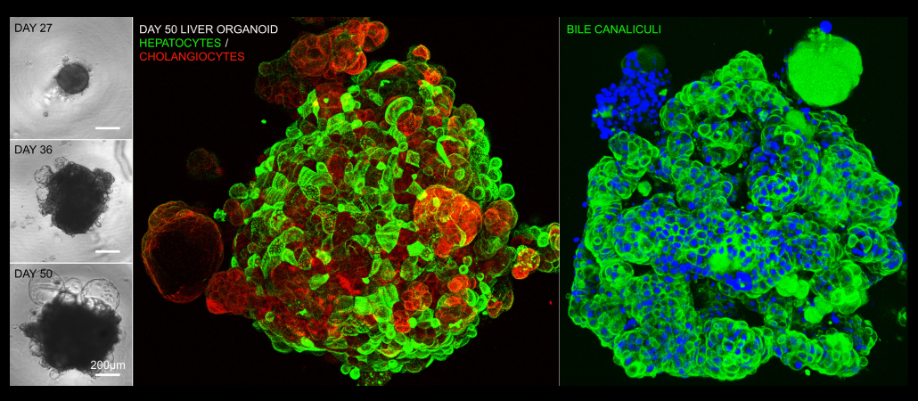 GIS Human Organoid