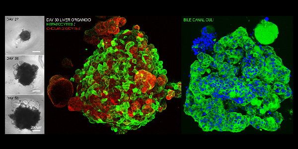 GIS Human Organoid