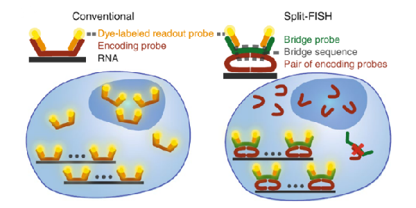 Schematic comparison of conventional and split approaches