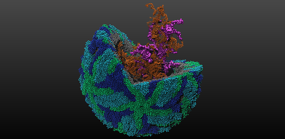 Schematic representation of mature and infectious dengue virus