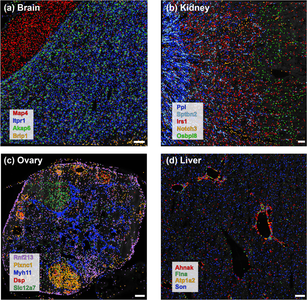 Gene expression maps of various mouse tissues