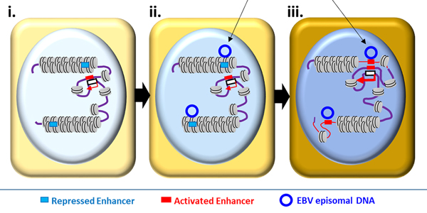 Schematic model of Epstein-Barr virus (EBV) 