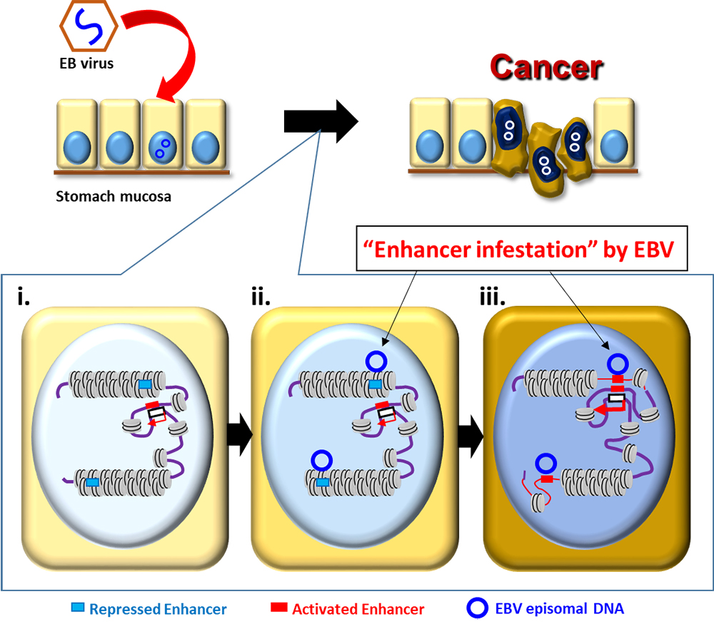 Schematic model of Epstein-Barr virus (EBV) enhancer infestation