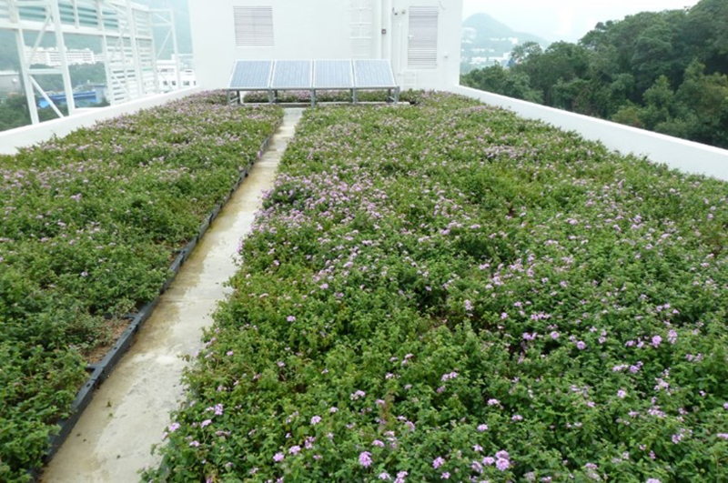 The PEG Roof Tray System helps to green the rooftops of buildings