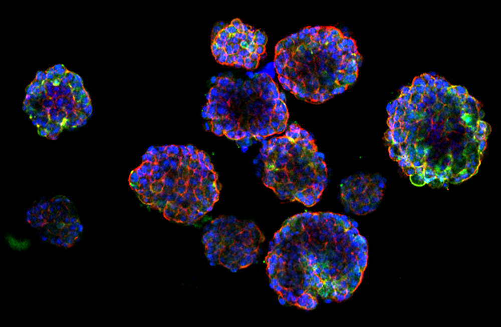 Staining of the epithelial markers integrin and phalloidin on the organoids